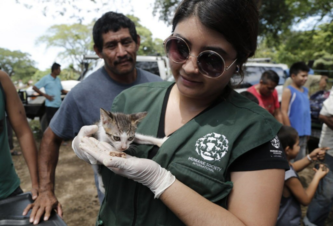 femmes avec l'uniforme de Humane Society International qui nourrissent un chat