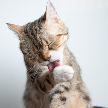 POURQUOI MON CHAT SE LÈCHE TOUT LE TEMPS ?