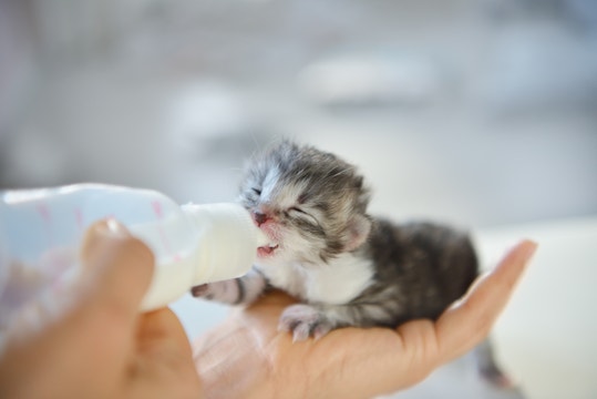un chaton nouveau-né est nourri au biberon de lait, tandis qu'il repose dans une main.