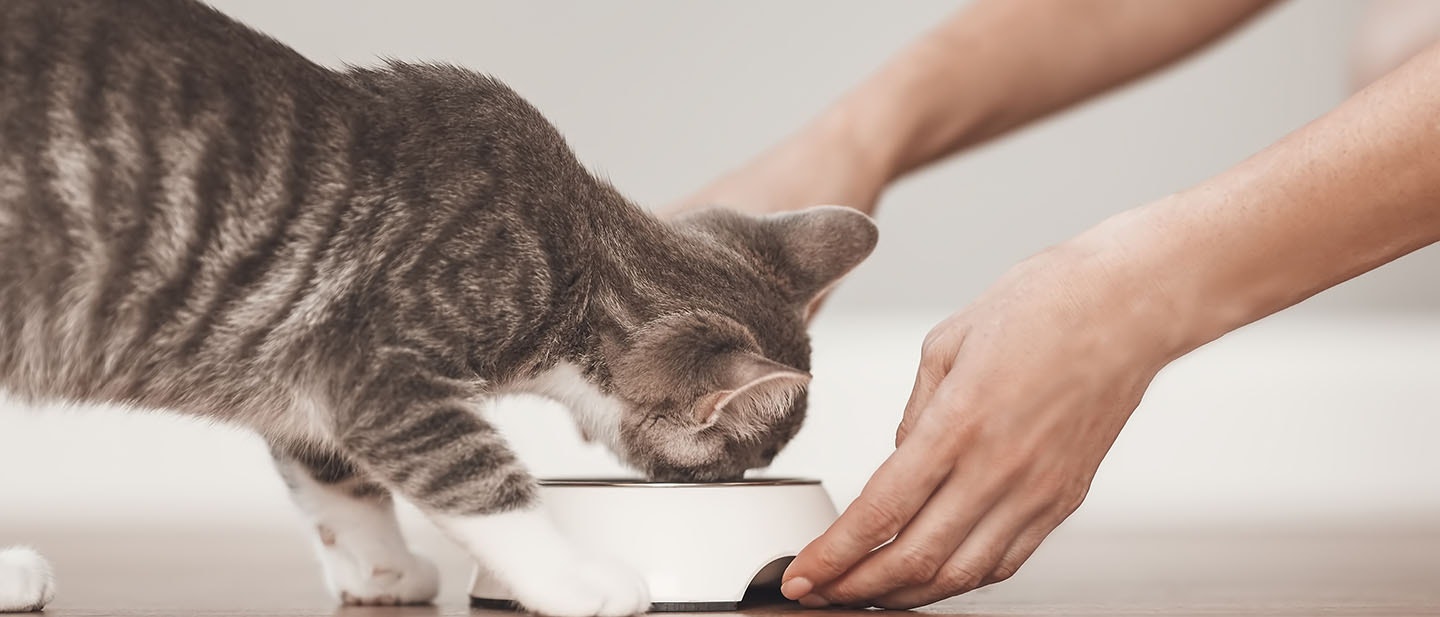 QUANTITÉ DE CROQUETTES POUR UN CHAT STÉRILISÉ : GUIDE COMPLET