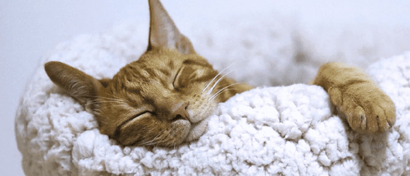 POURQUOI MON CHAT ÉTERNUE