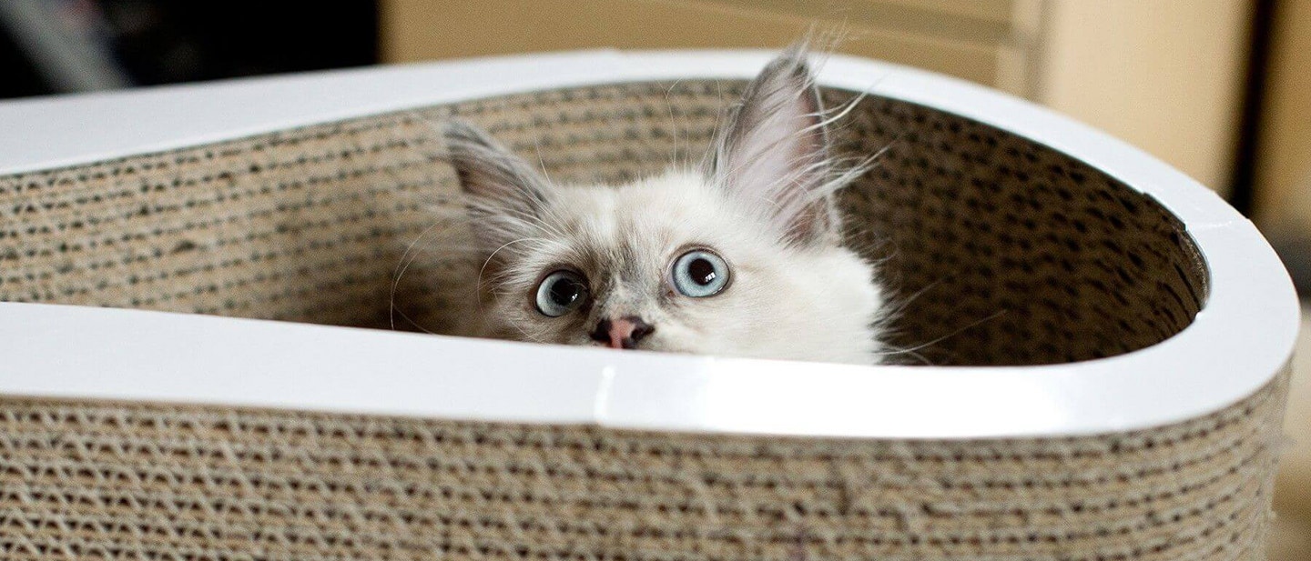 chaton regardant vers le haut à l'intérieur d'un panier