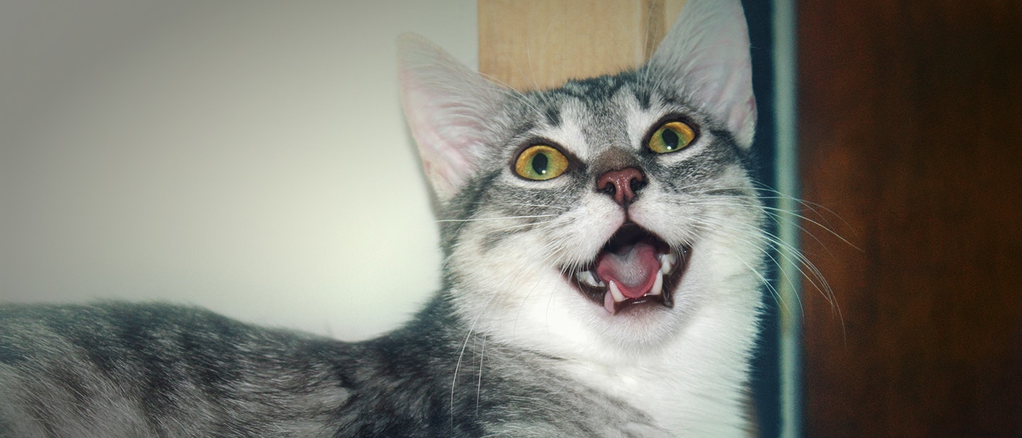 MAUVAISE HALEINE CHEZ LE CHAT : CAUSES ET SOLUTIONS