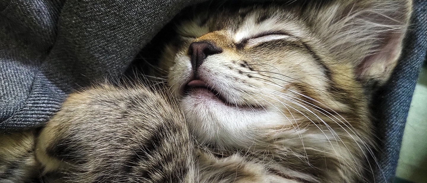 COMMENT BIEN PRÉPARER LE RETOUR DE VOTRE CHAT APRÈS SA CASTRATION OU SA STÉRILISATION ?