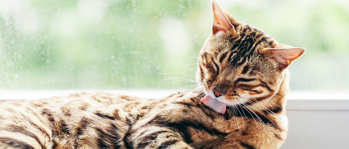 COMMENT LAVER UN CHAT : LE GUIDE COMPLET POUR APPRENDRE À LAVER VOTRE CHAT