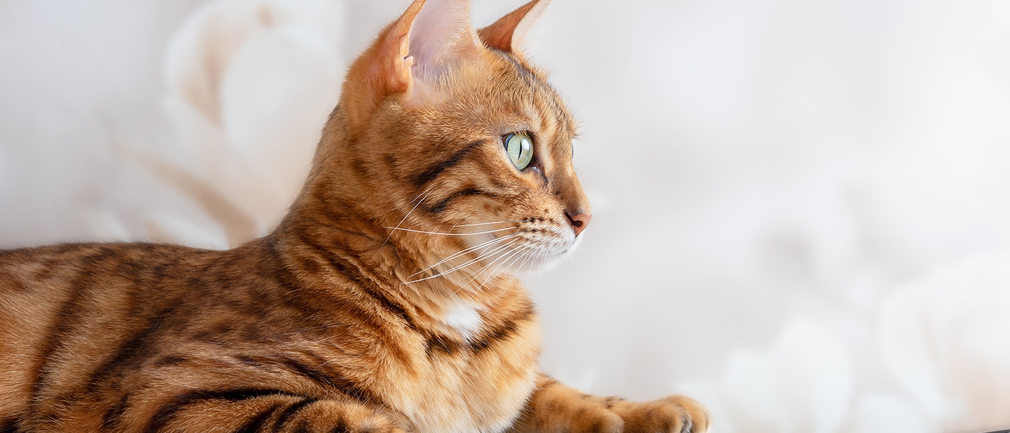 QUEL EST LE COÛT GLOBAL D'UN CHAT ?