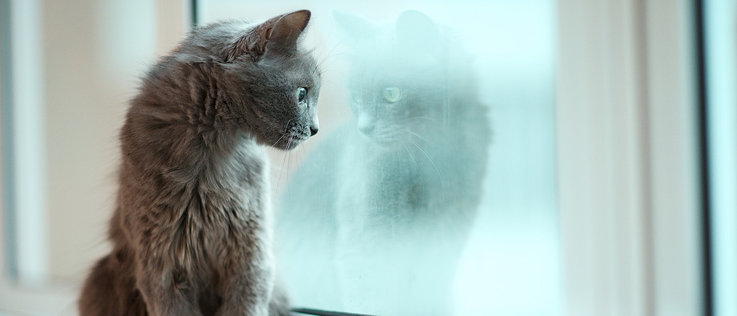 COMBIEN DE TEMPS PEUT ON LAISSER UN CHAT SEUL ?