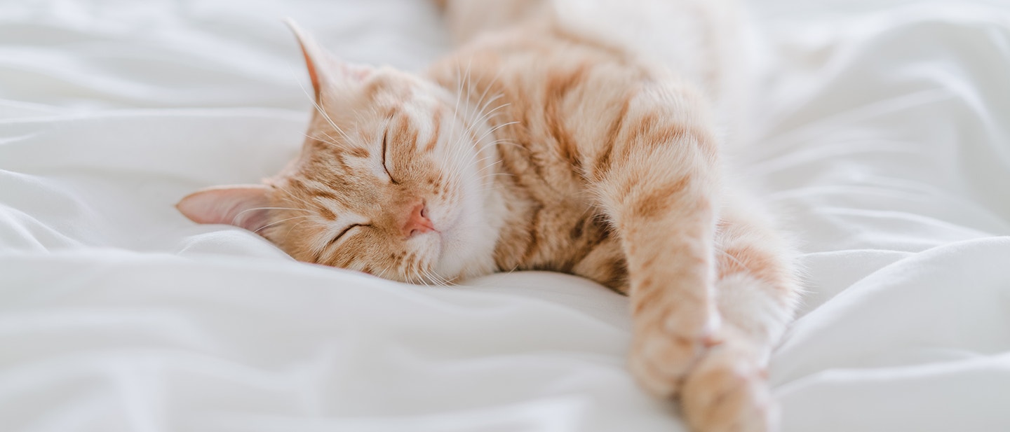 COMMENT NETTOYER LE PIPI DE CHAT SUR UN MATELAS ?