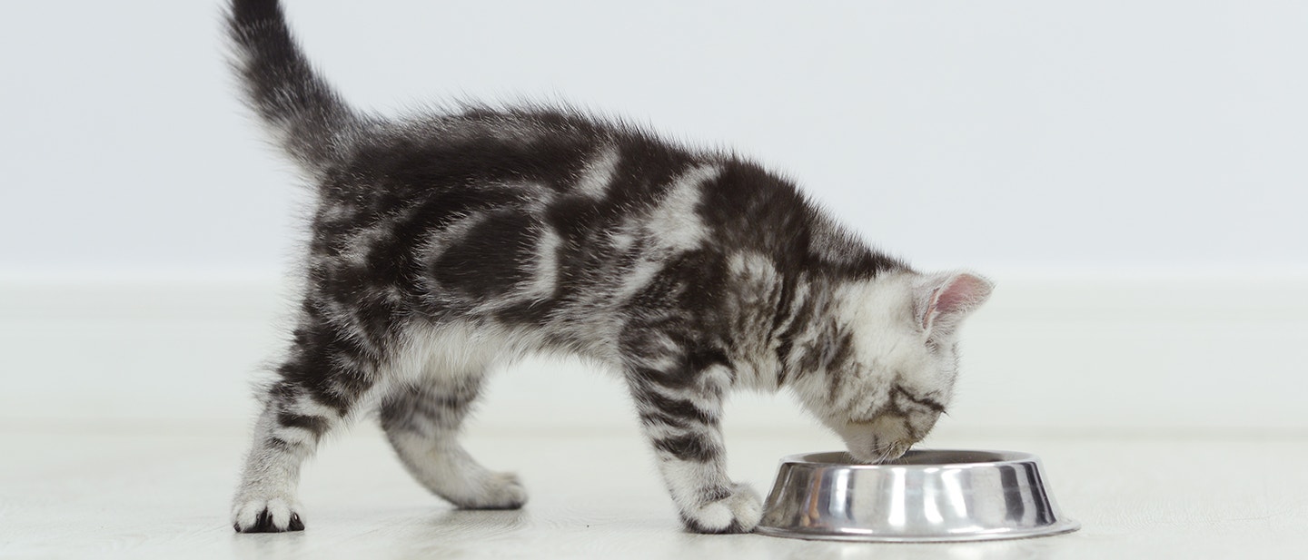 QUELLE QUANTITÉ DE NOURRITURE POUR UN CHATON ?