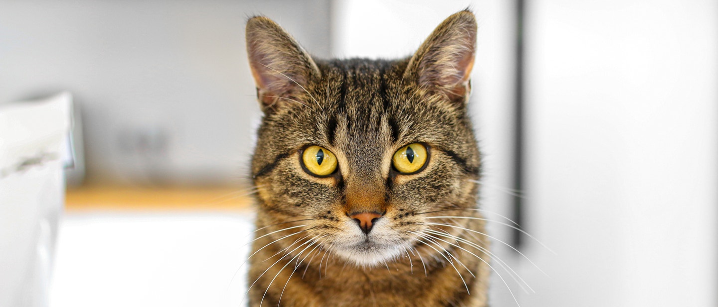 L’ESPÉRANCE DE VIE DES CHATS ET LES FACTEURS QUI L'INFLUENCENT