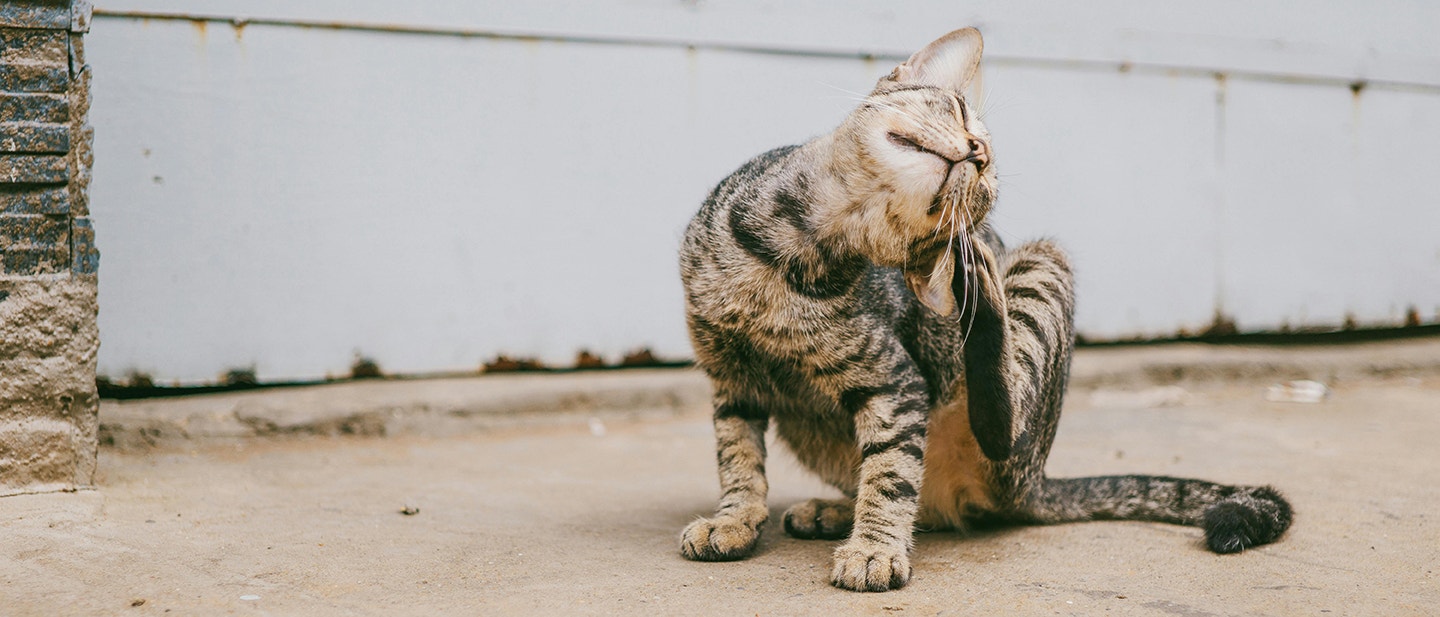 COMMENT ENLEVER LES PUCES D'UN CHAT: MÉTHODES NATURELLES ET EFFICACES