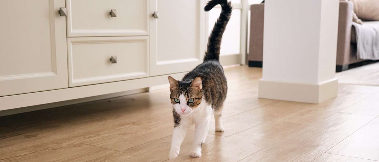 SIGNIFICATION DE LA QUEUE DU CHAT: DÉCRYPTER LE LANGAGE CORPOREL FÉLIN