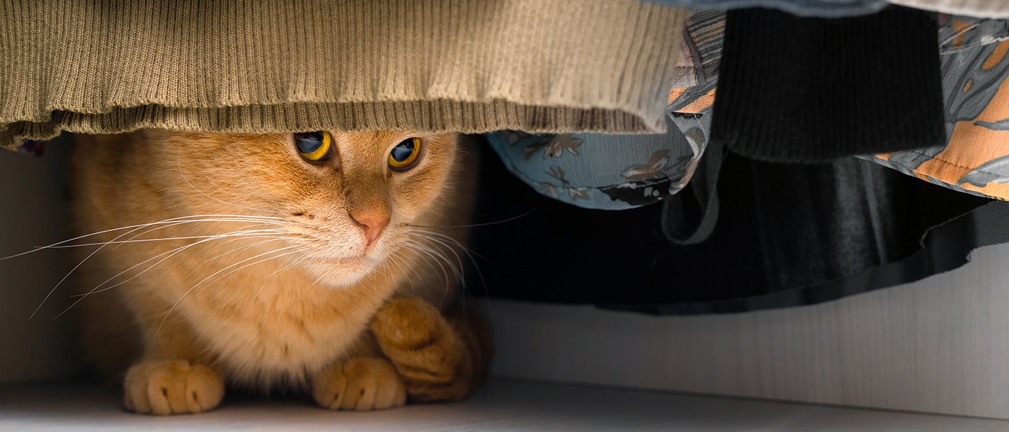 QUE FAIRE SI VOUS PERDEZ VOTRE CHAT ?