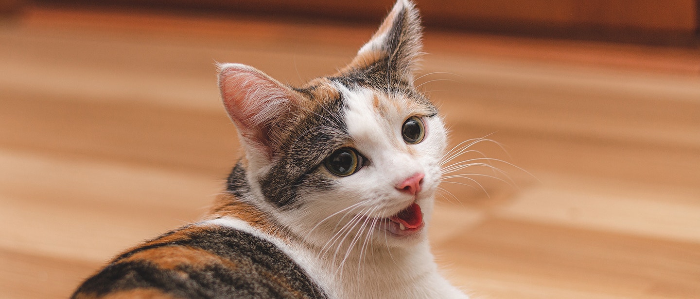 POURQUOI MON CHAT RESPIRE VITE ?