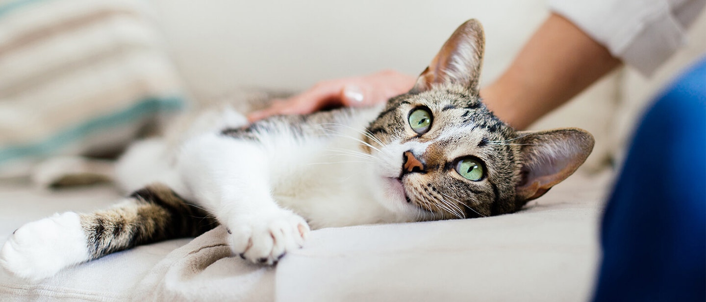 COMMENT DEVENIR LA PERSONNE FAVORITE DE VOTRE CHAT?