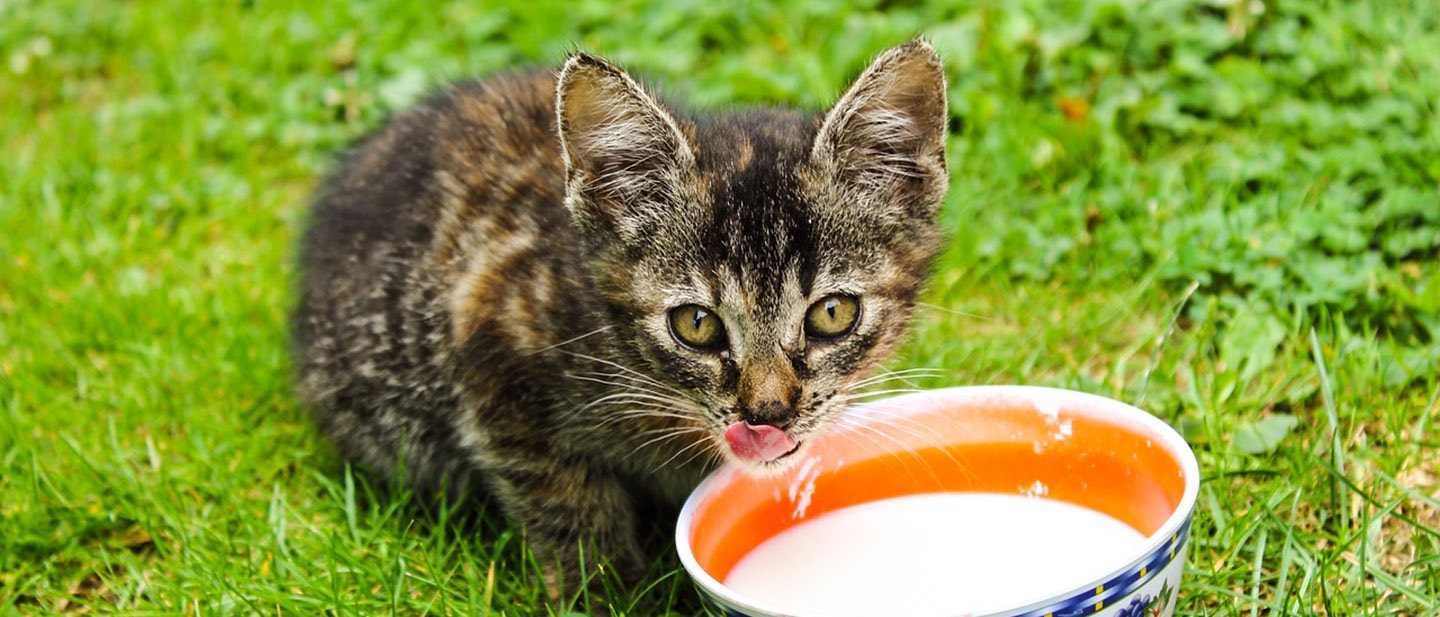 DONNER DU LAIT À VOTRE CHAT : COMPRENDRE LES RISQUES