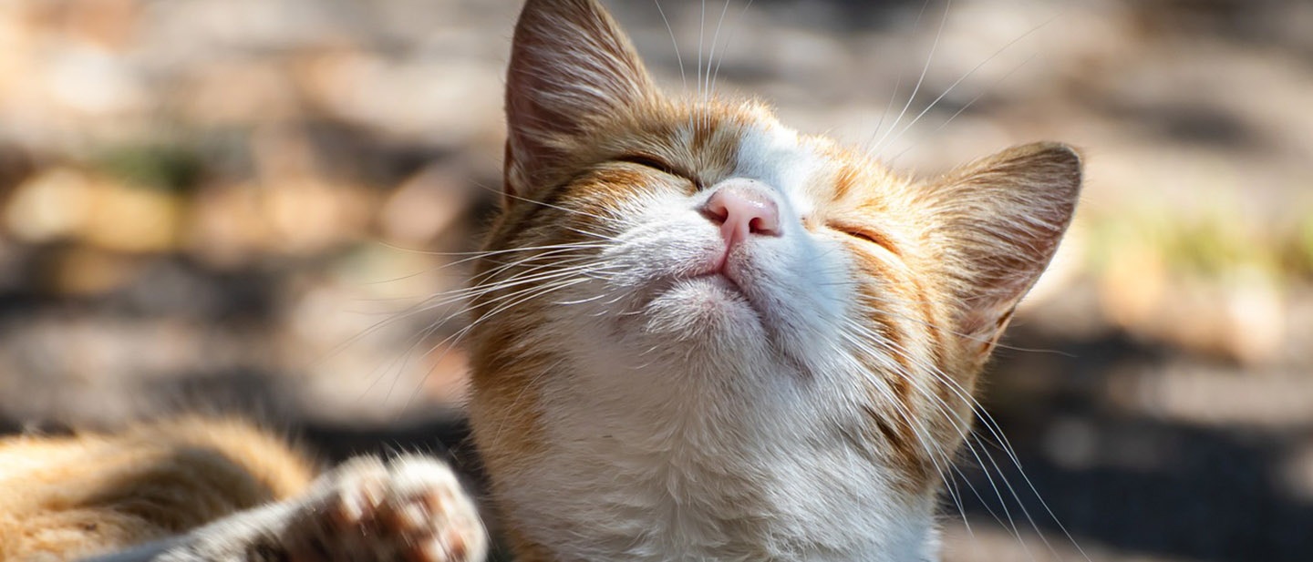 ENLEVER LES TIQUES CHEZ LES CHATS : UN GUIDE COMPLET