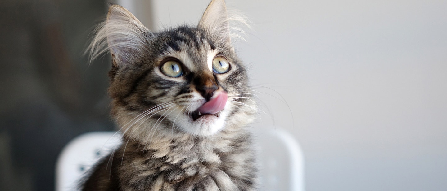 COMMENT GARDER VOTRE CHAT A DISTANCE DE LA TABLE À NOËL