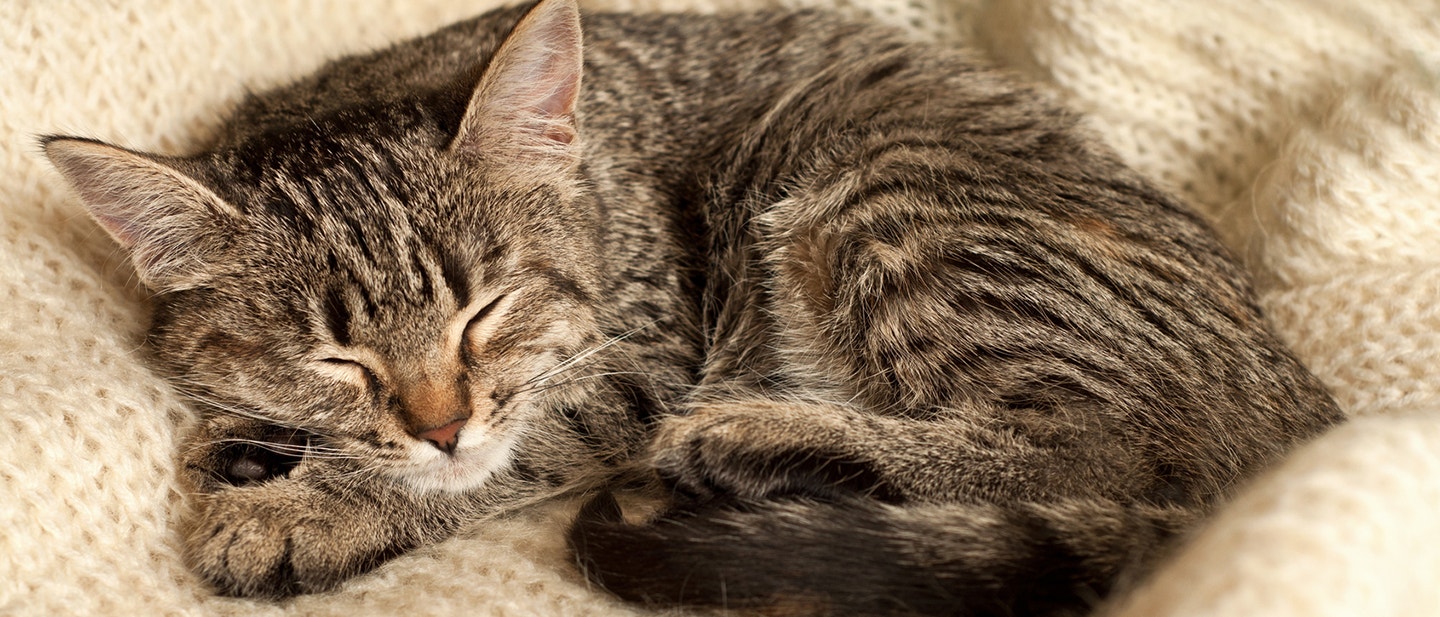 COMBIEN D’HEURES MON CHATON DOIT-IL DORMIR ?