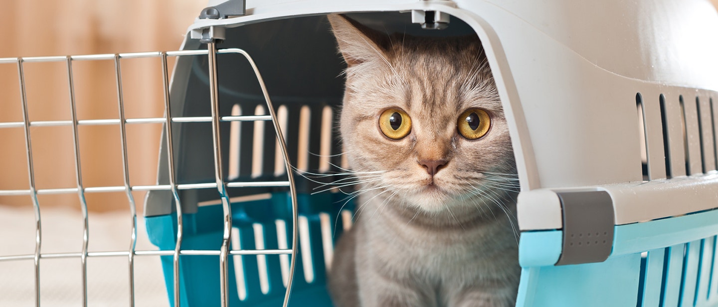 COMMENT ÉVITER QUE MON ANIMAL DE COMPAGNIE NE SOIT MALADE EN VOITURE ?