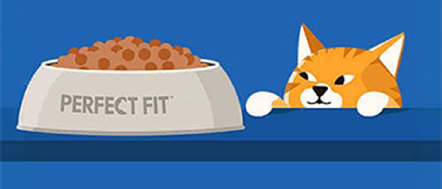 BIEN NOURRIR SON CHAT A CHAQUE AGE