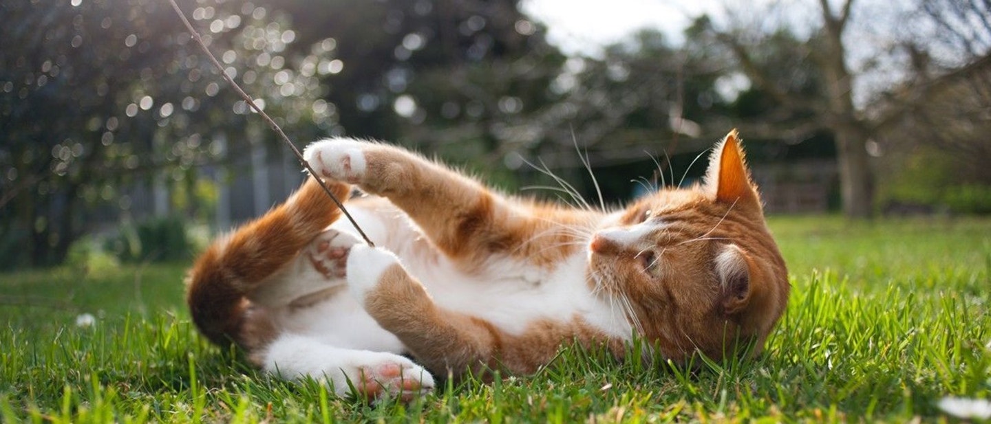 COMMENT EMPÊCHER VOTRE CHAT DE GRIFFER VOS MEUBLES?