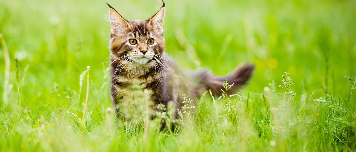 À QUEL MOMENT MON CHATON DEVIENT-IL UN CHAT ADULTE?