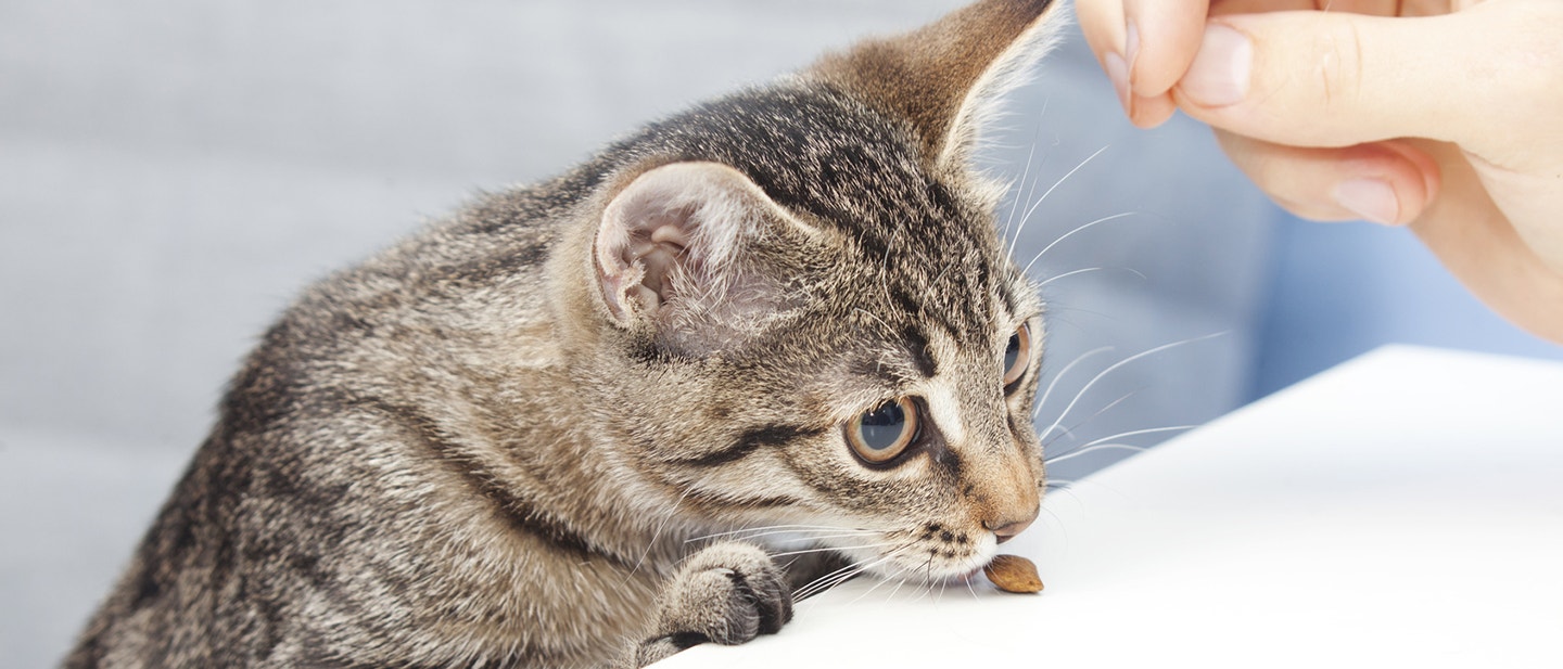 PETIT CHANGEMENT : INTRODUCTION D’UNE NOUVELLE ALIMENTATION POUR VOTRE CHAT