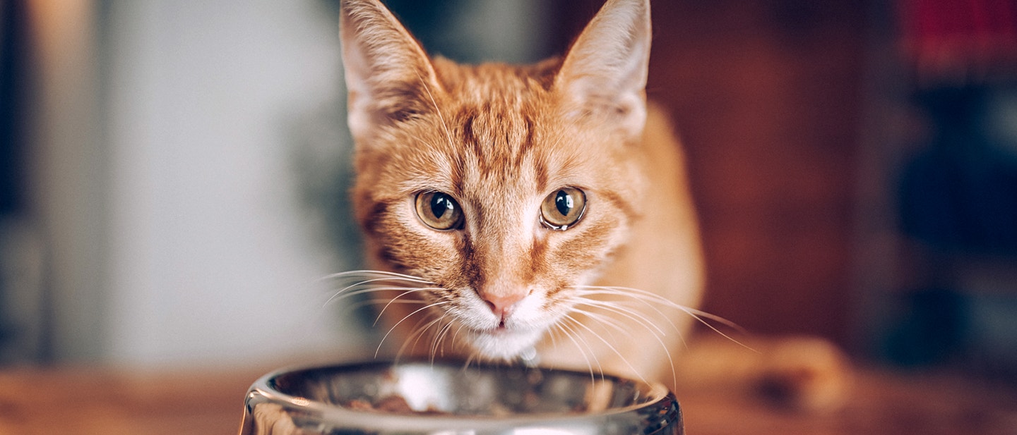 POURQUOI L’ALIMENTATION MIXTE EST IDÉALE POUR LES CHATS ÂGÉS