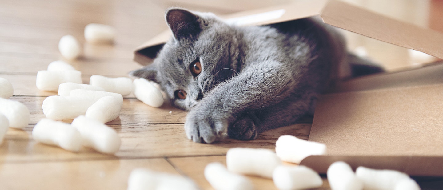 CINQ OBJETS POUR ENRICHIR LE QUOTIDIEN DE VOTRE CHAT ET VOUS SIMPLIFIER LA VIE !