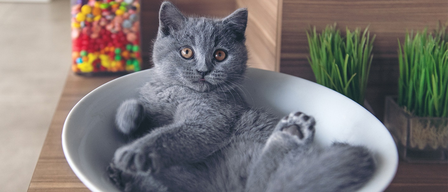 DÉCHIFFRER CERTAINS COMPORTEMENTS ÉTRANGES DE VOTRE CHAT