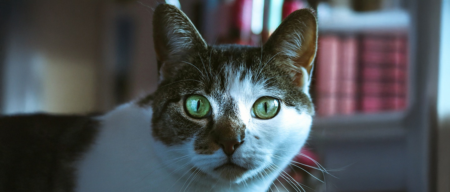 CHAT QUI PLEURE : COMPRENDRE LES LARMES DE VOTRE FÉLIN