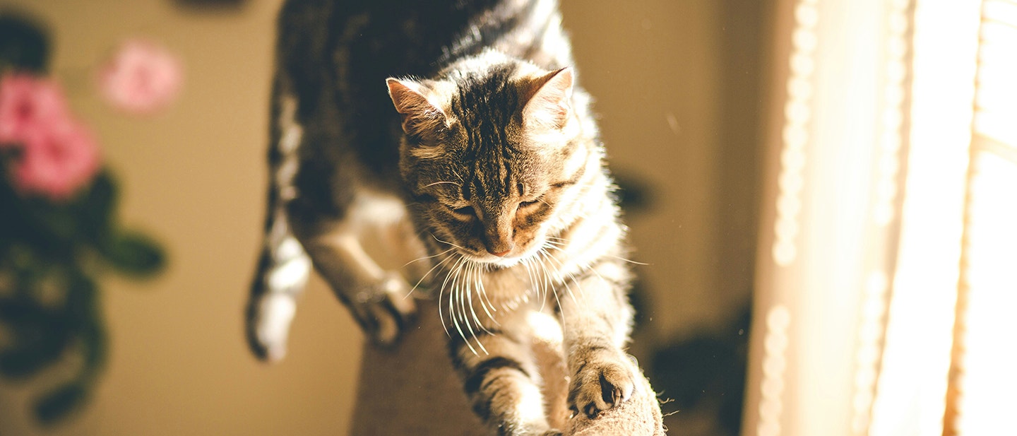 COMMENT COUPER LES GRIFFES D’UN CHAT: CONSEILS ET ASTUCES