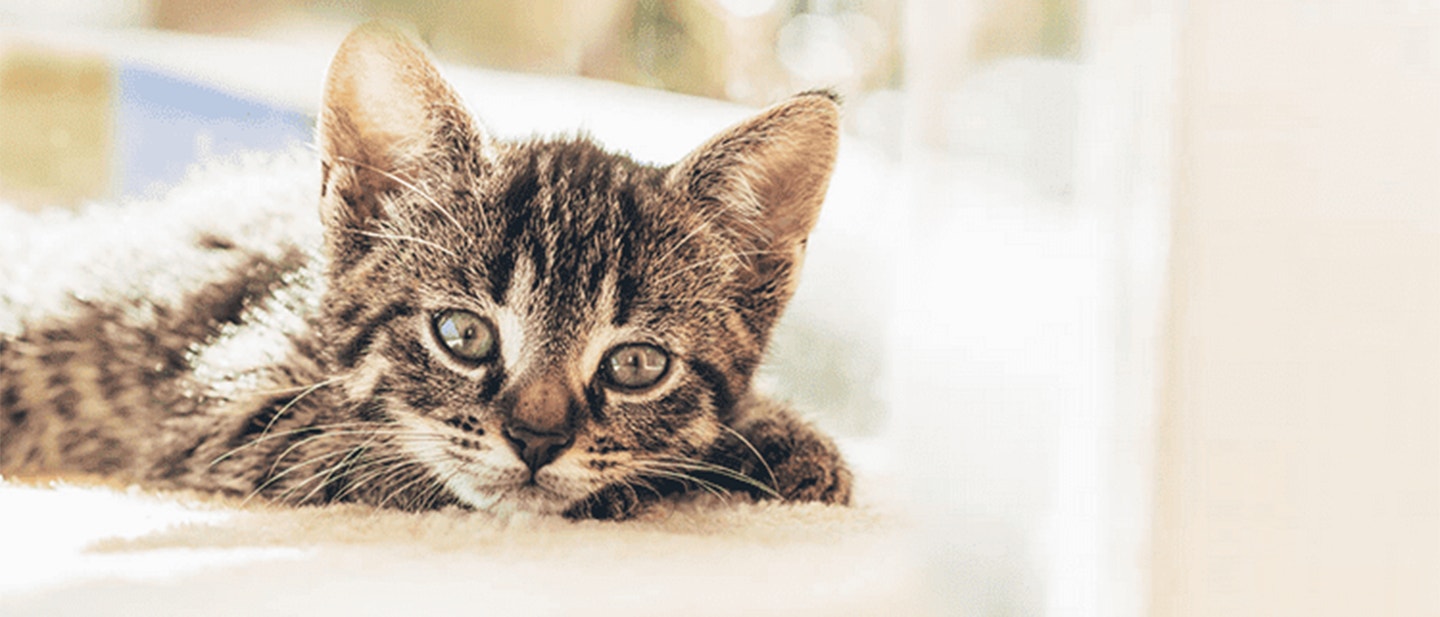 FIÈVRE CHEZ UN CHAT