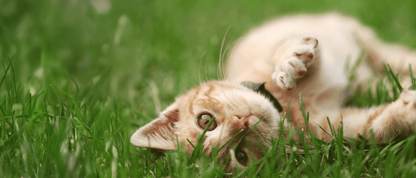 LA DIGESTION CHEZ LE CHAT : TEMPS DE DIGESTION & FONCTIONNEMENT DU SYSTÈME DIGESTIF