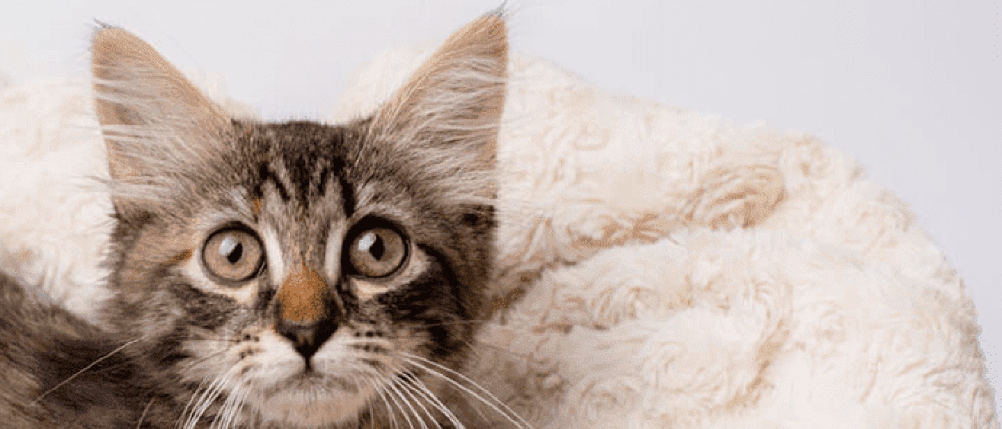 POURQUOI MON CHAT VOMIT