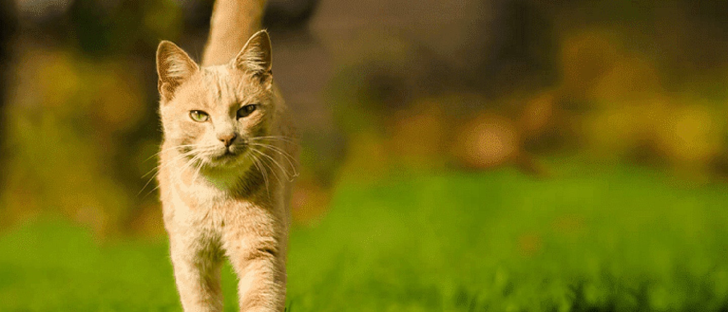 ATAXIE CHEZ LES CHATS