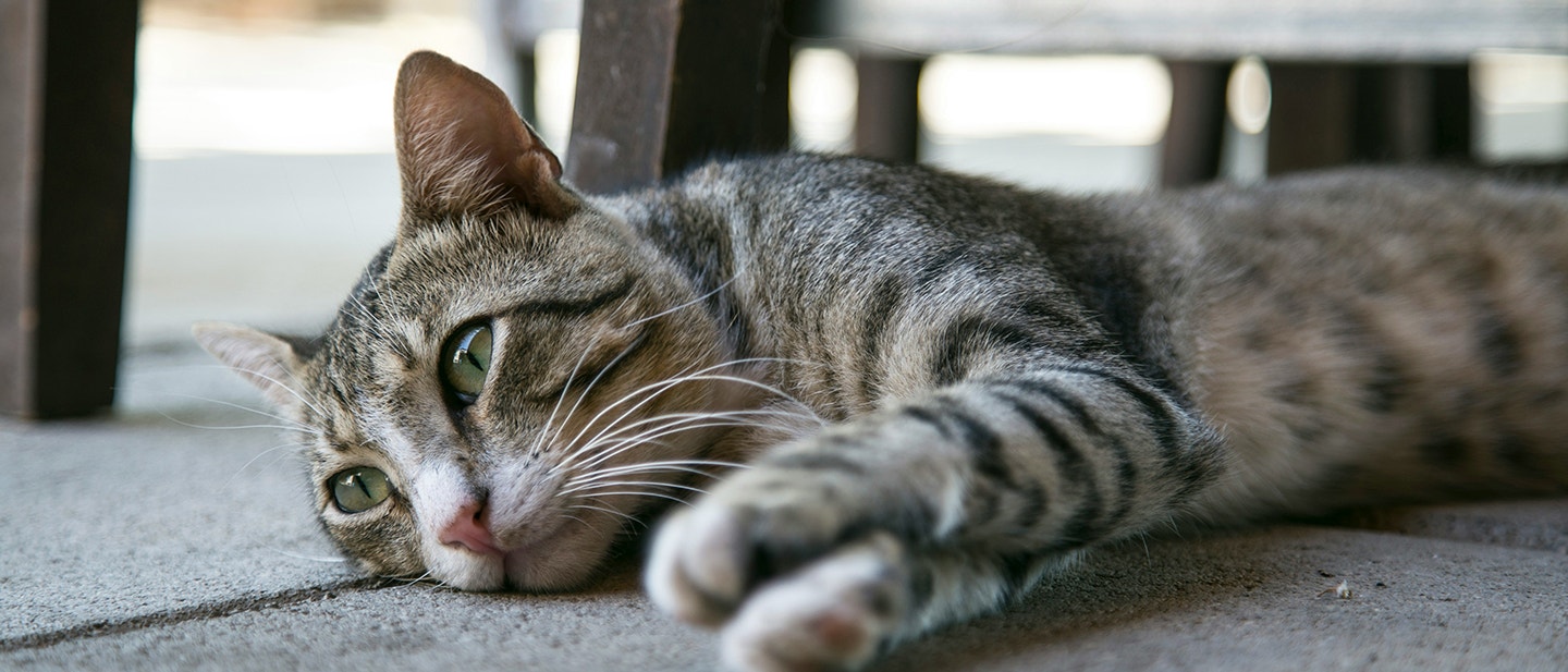 10 SIGNES DE DÉPRESSION CHEZ LE CHAT ET COMMENT Y REMÉDIER