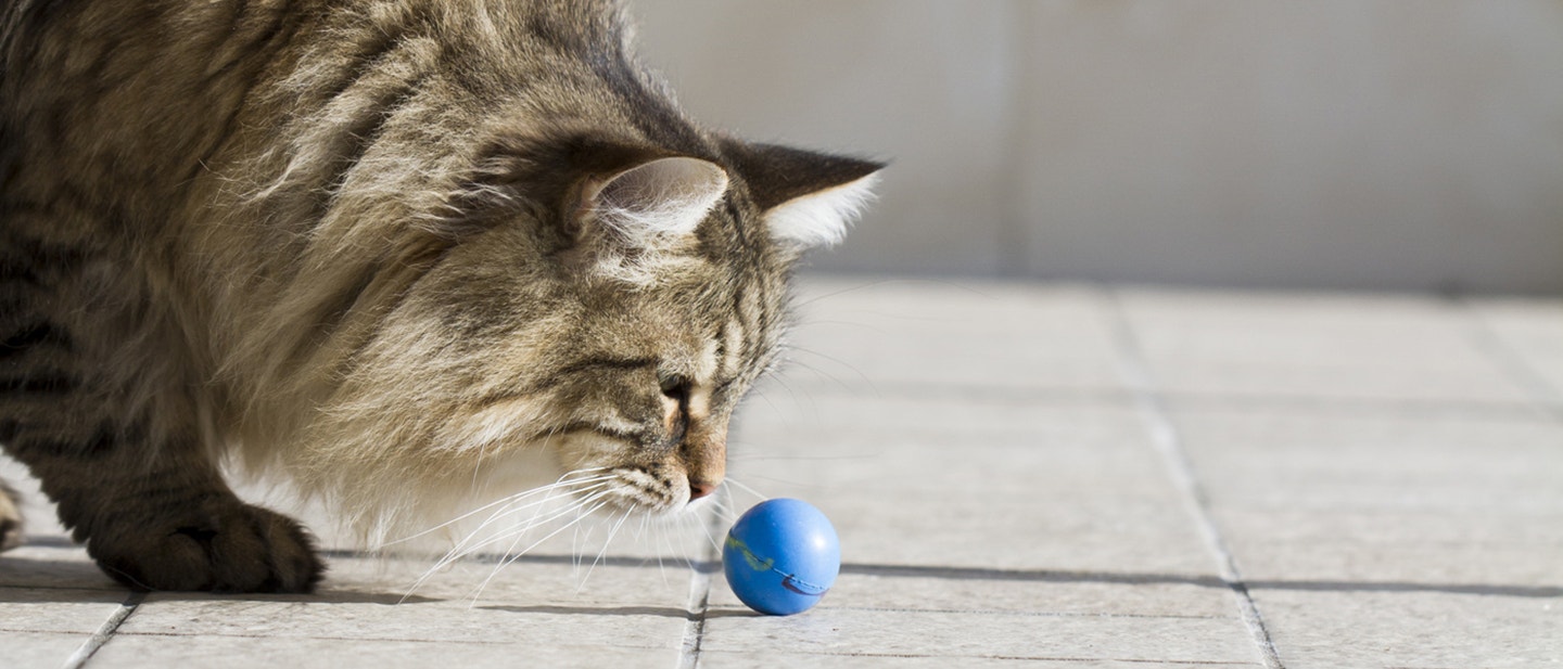 LES JEUX POUR LES CHATS POURQUOI SONT-ILS SI IMPORTANTS?