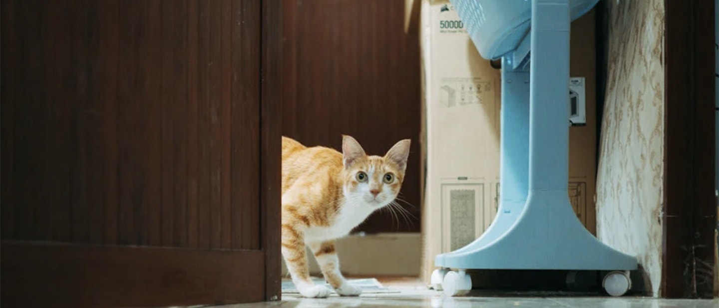 CHAT QUI A PEUR : LES RAISONS ET CE QU'IL FAUT FAIRE