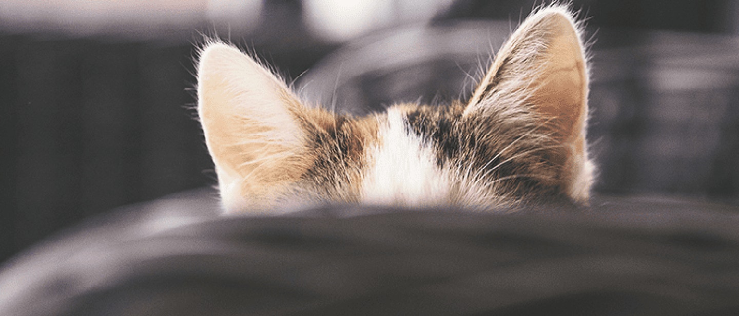 COMMENT NETTOYER LES OREILLES DE VOTRE CHAT