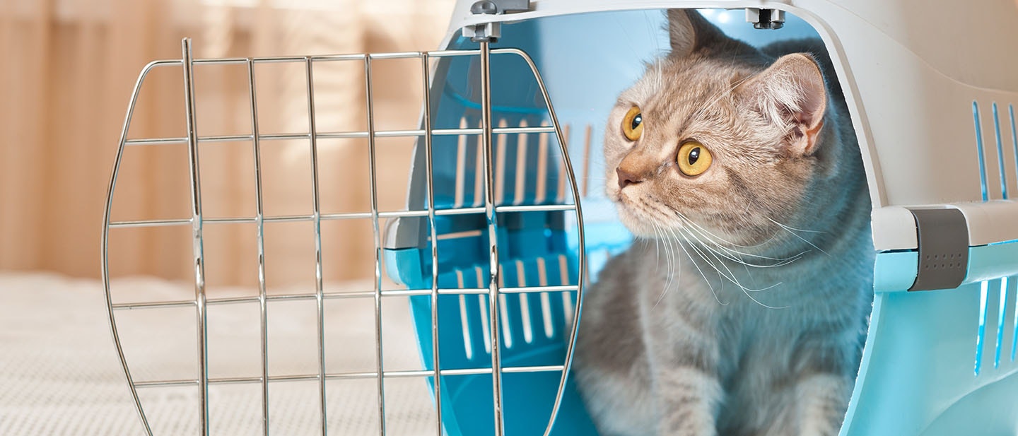 Chat tabby à l'intérieur d'une boîte de transport pour chat
