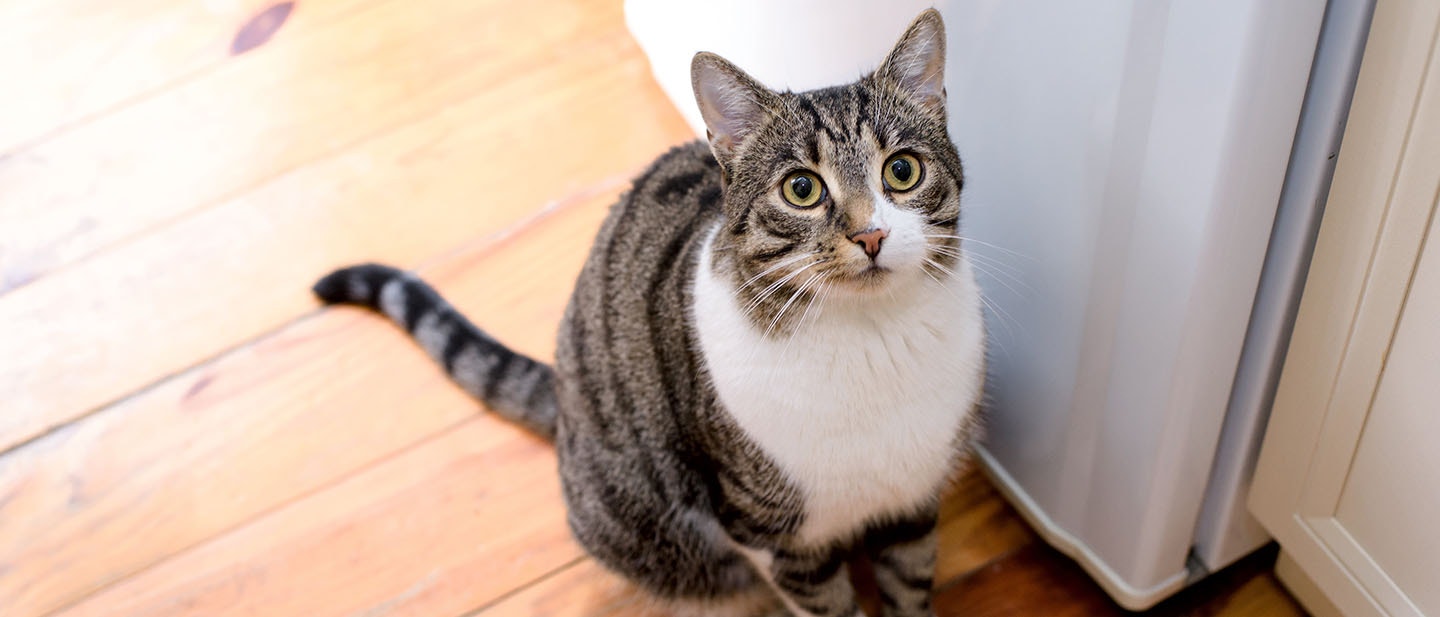 chat domestique tabby sur le sol