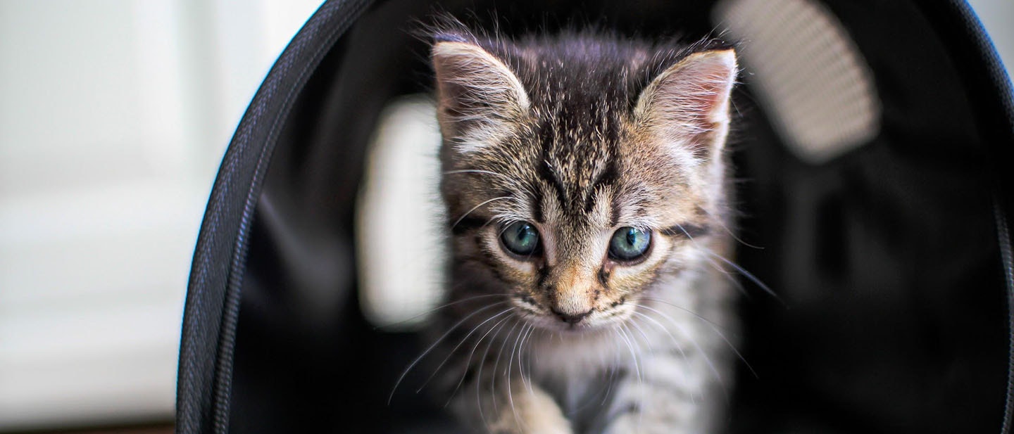 accueillir un chaton