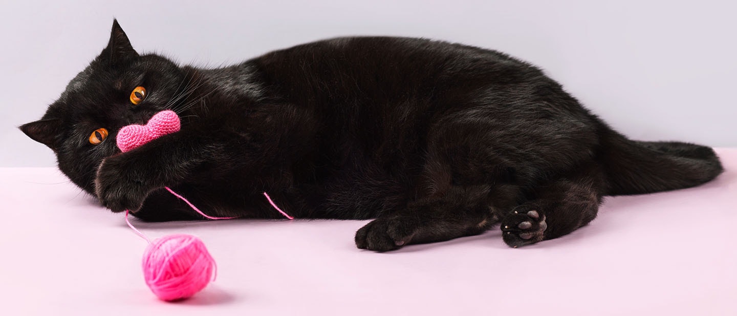Chat noir joue avec une pelote de laine rose
