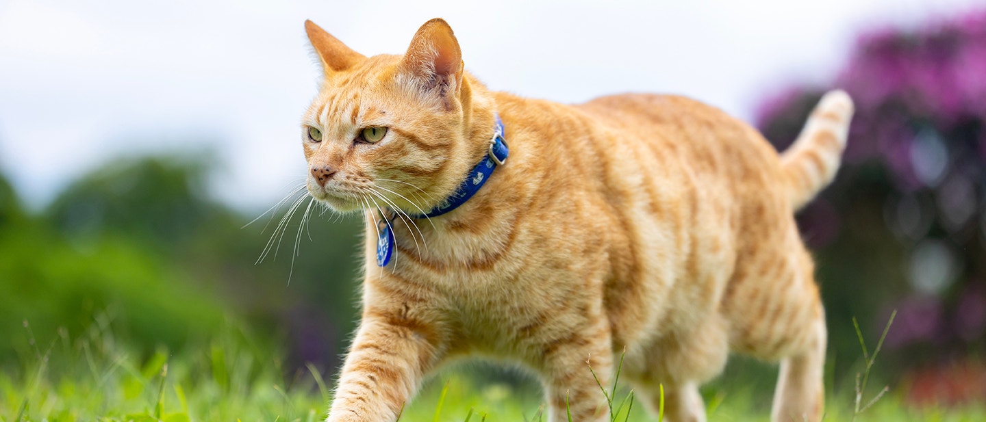 chat roux avec collier se promène dans le jardin extérieur