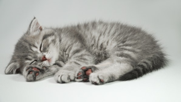 Drôle de petit chaton gris plié dormant sur fond blanc