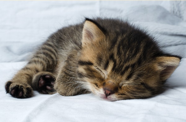 Mignon chaton tabby endormi