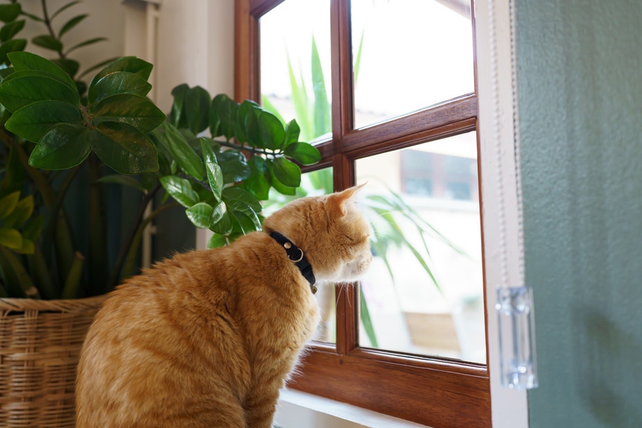Chat roux portant un collier noir assis devant une fenêtre, regardant à l’extérieur