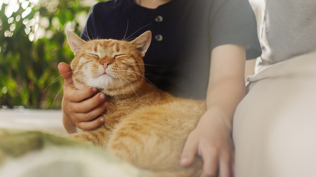 hat qui reçoit des gratouilles